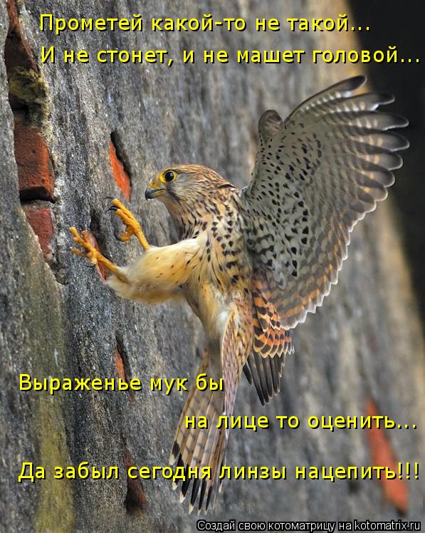 Котоматрица: Прометей какой-то не такой... И не стонет, и не машет головой... Да забыл сегодня линзы нацепить!!! Выраженье мук бы  на лице то оценить...