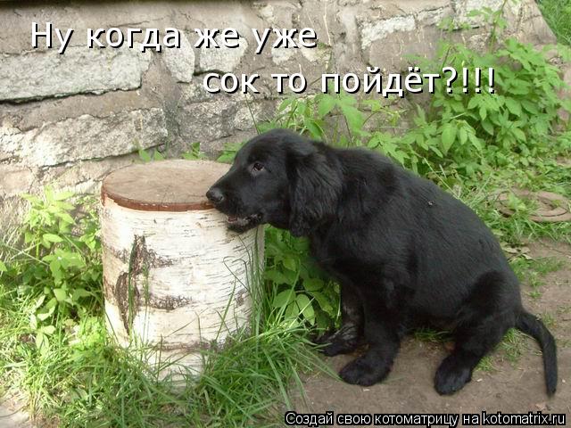 Котоматрица: сок то пойдёт?!!! Ну когда же уже