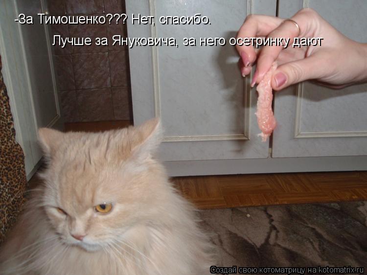 Котоматрица: -За Тимошенко??? Нет, спасибо.  Лучше за Януковича, за него осетринку дают