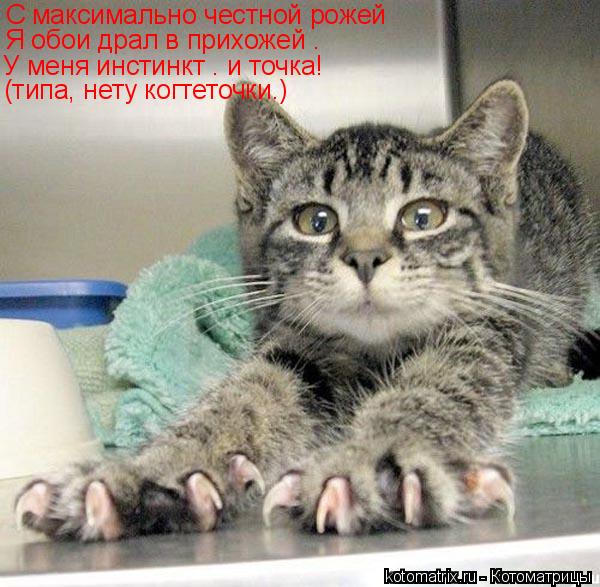 Котоматрица: С максимально честной рожей   Я обои драл в прихожей – У меня инстинкт – и точка! (типа, нету когтеточки…)