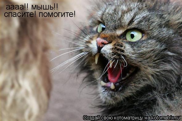 Котоматрица: аааа!! мышь!!  спасите! помогите!