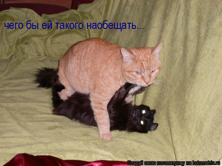 Котоматрица: чего бы ей такого наобещать...