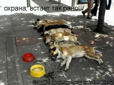 охрана, встает так рано!!... Котоматрица: охрана, встает так рано!!