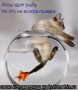 Котоматрица: Коты едят рыбу. Но это не всегда правда.