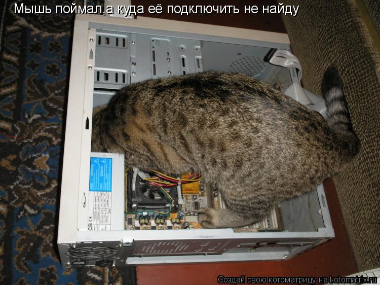 Котоматрица: Мышь поймал,а куда её подключить не найду