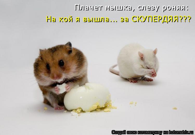 Плачет мышка, слезу роняя: На кой я вышла... за СКУПЕРДЯЯ???... Котоматрица: Плачет мышка, слезу роняя: На кой я вышла... за СКУПЕРДЯЯ???