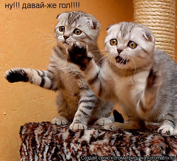 ну!!! давай-же гол!!!!... Котоматрица: ну!!! давай-же гол!!!!