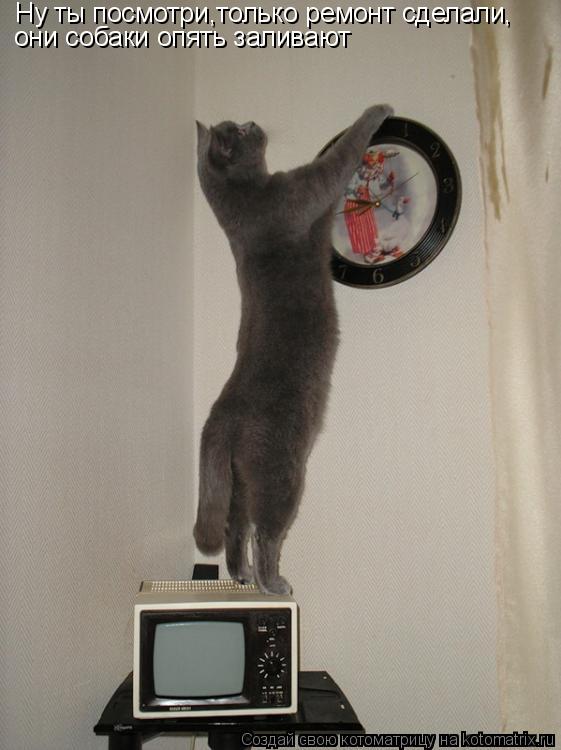 Ну ты посмотри,только ремонт сделали, они собаки опять заливают... Котоматрица: Ну ты посмотри,только ремонт сделали, они собаки опять заливают