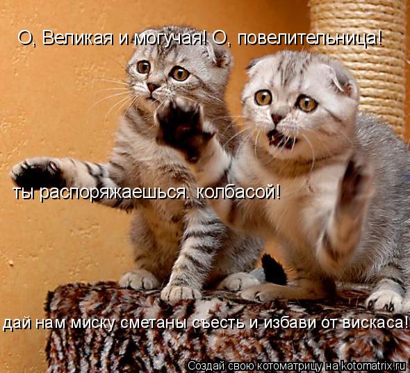 О, Великая и могучая! О, повелительница! ты распоряжаешься. колбасой! дай нам миску сметаны съесть и ... Котоматрица: О, Великая и могучая! О, повелительница! ты распоряжаешься. колбасой! дай нам миску сметаны съесть и избави от вискаса!