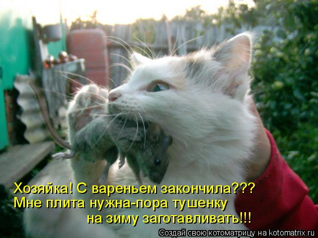 Хозяйка! С вареньем закончила??? Мне плита нужна-пора тушенку на зиму заготавливать!!!... Котоматрица: Хозяйка! С вареньем закончила??? Мне плита нужна-пора тушенку на зиму заготавливать!!!