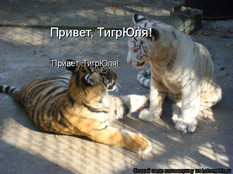 Привет, ТигрЮля! Привет, ТигрЮля!... Котоматрица: Привет, ТигрЮля! Привет, ТигрЮля!