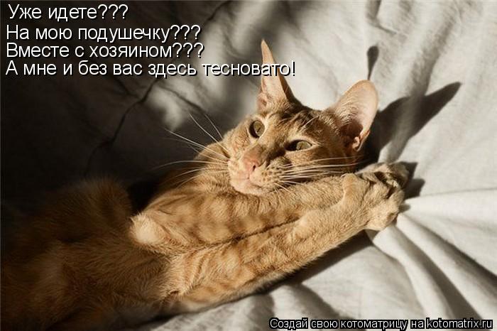 Котоматрица: На мою подушечку??? Вместе с хозяином??? Уже идете??? А мне и без вас здесь тесновато!