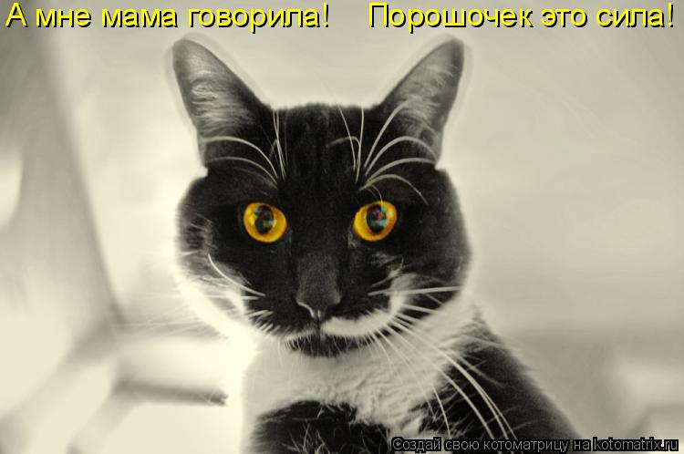 Котоматрица: А мне мама говорила! Порошочек это сила!