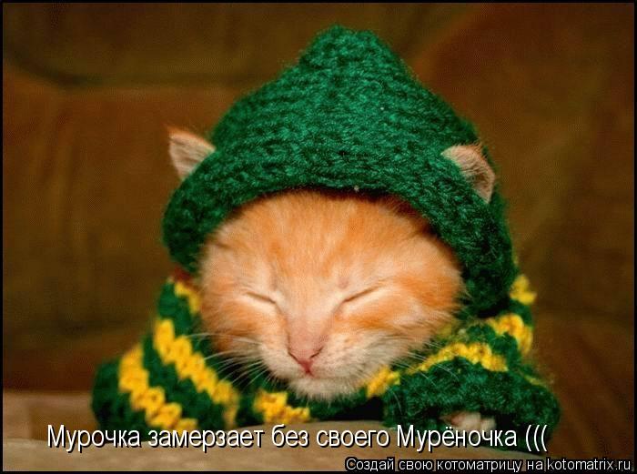 Мурочка замерзает без своего Мурёночка (((... Котоматрица: Мурочка замерзает без своего Мурёночка (((