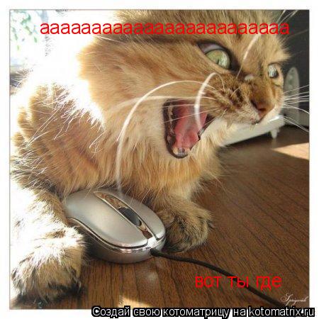 Котоматрица: аааааааааааааааааааааааа вот ты где