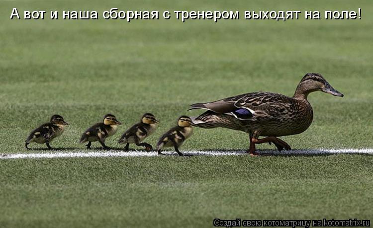 Котоматрица: А вот и наша сборная с тренером выходят на поле!
