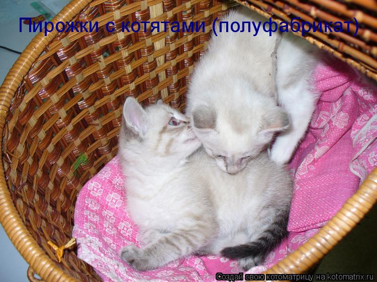Пирожки с котятами (полуфабрикат)... Котоматрица: Пирожки с котятами (полуфабрикат)