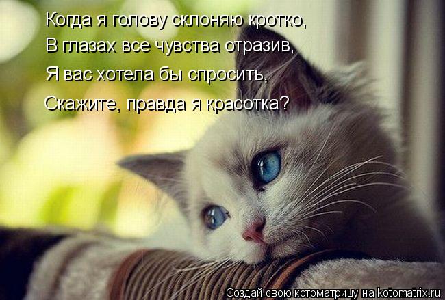 Когда я голову склоняю кротко, В глазах все чувства отразив, Я вас хотела бы спросить, Скажите, правд... Котоматрица: Когда я голову склоняю кротко, В глазах все чувства отразив, Я вас хотела бы спросить, Скажите, правда я красотка?