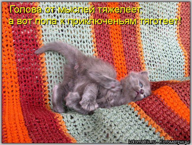 Голова от мыслей тяжелеет, а вот попа к приключеньям тяготеет!... Котоматрица: Голова от мыслей тяжелеет, а вот попа к приключеньям тяготеет!