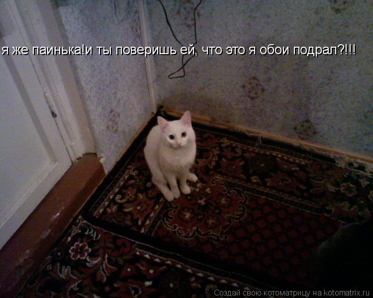 я же паинька!и ты поверишь ей, что это я обои подрал?!!!... Котоматрица: я же паинька!и ты поверишь ей, что это я обои подрал?!!!