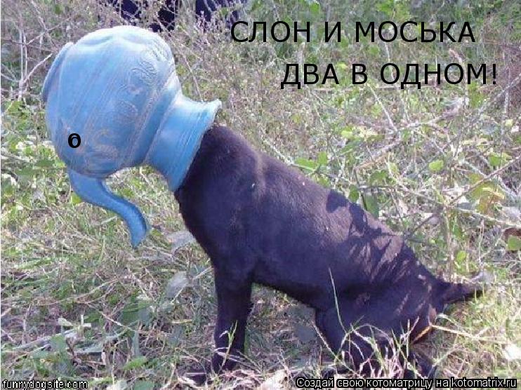 СЛОН И МОСЬКА ДВА В ОДНОМ! о о... Котоматрица: СЛОН И МОСЬКА ДВА В ОДНОМ! о о