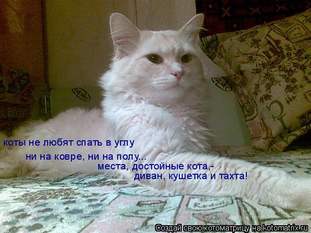 Котоматрица: коты не любят спать в углу ни на ковре, ни на полу... места, достойные кота,- диван, кушетка и тахта!