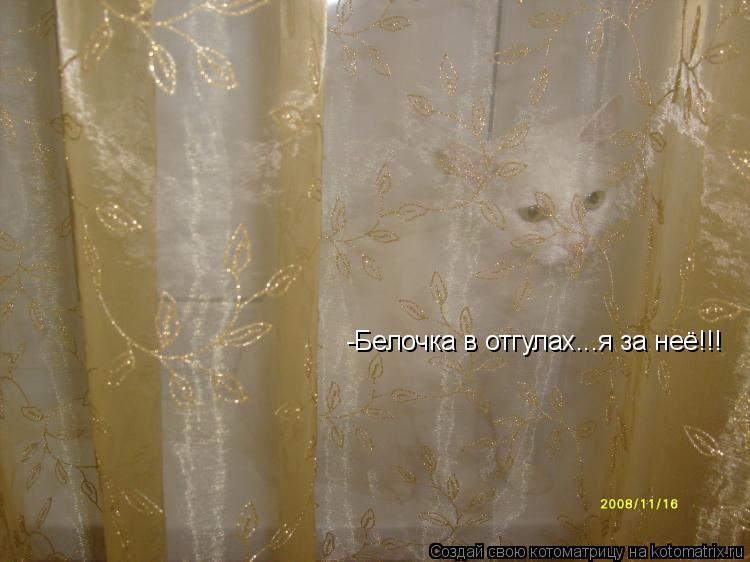 Котоматрица: -Белочка в отгулах...я за неё!!!