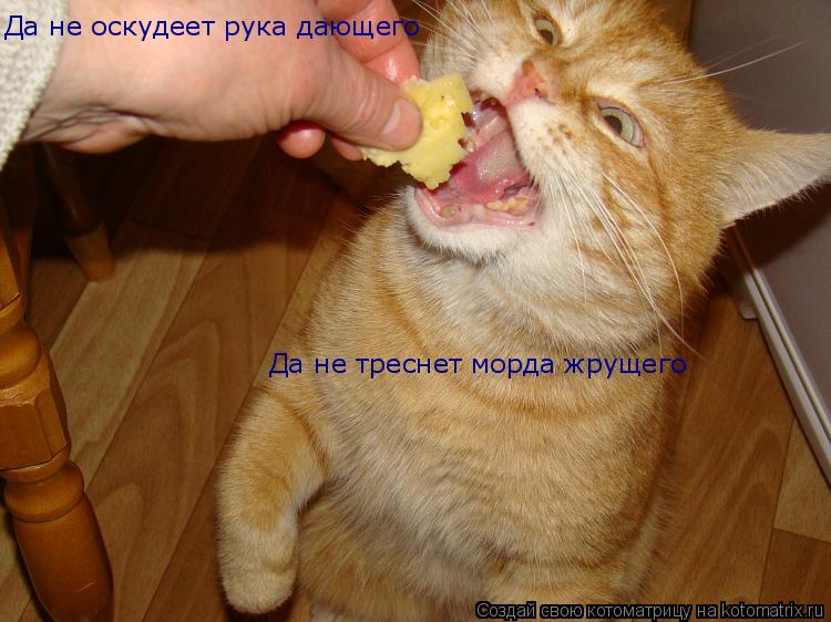 Котоматрица: Да не оскудеет рука дающего Да не треснет морда жрущего
