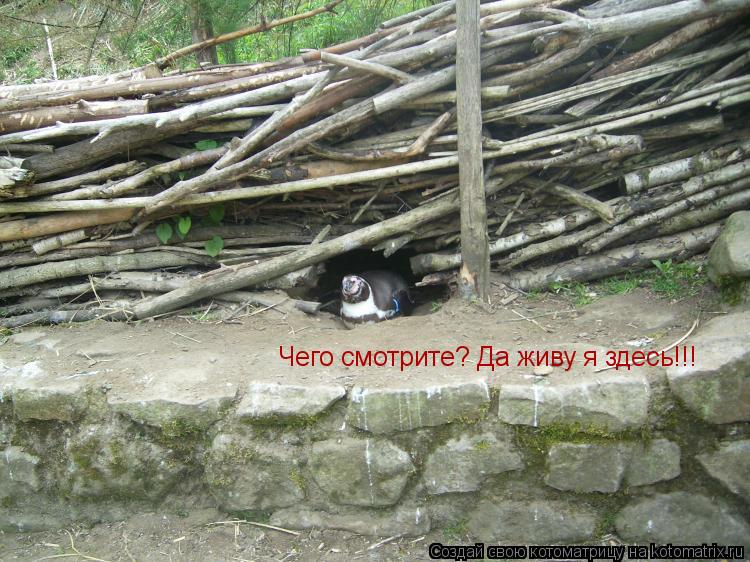 Котоматрица: Чего смотрите? Да живу я здесь!!!