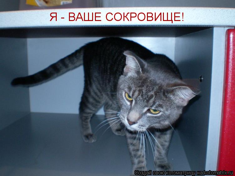 Котоматрица: Я - ВАШЕ СОКРОВИЩЕ!