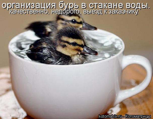 организация бурь в стакане воды. качественно, недорого, выезд к заказчику.... Котоматрица: организация бурь в стакане воды. качественно, недорого, выезд к заказчику.