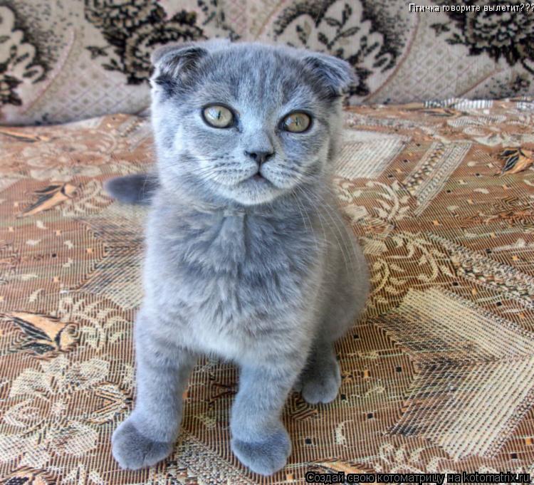 Птичка говорите вылетит???... Котоматрица: Птичка говорите вылетит???