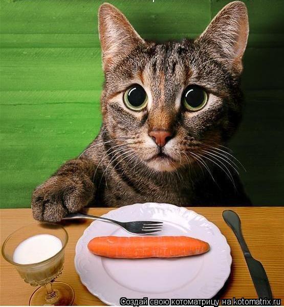 ...... Котоматрица: ...