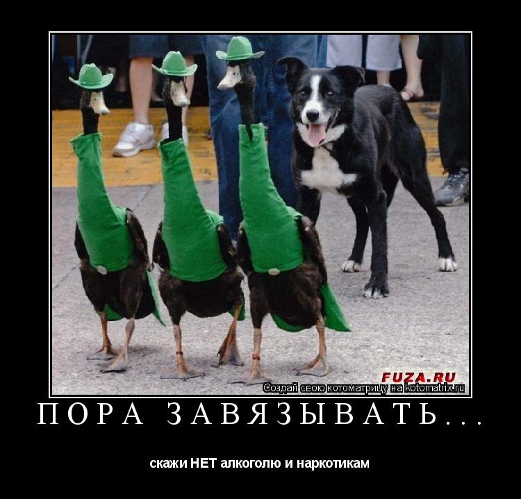 Котоматрица: Пора завязывать... скажи НЕТ алкоголю и наркотикам
