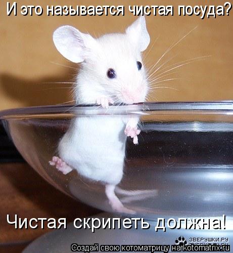 И это называется чистая посуда? Чистая скрипеть должна!... Котоматрица: И это называется чистая посуда? Чистая скрипеть должна!