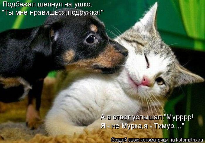 Подбежал,шепнул на ушко: "Ты мне нравишься,подружка!" А в ответ услышал:"Мурррр! Я - не Мурка,я - Тим... Котоматрица: Подбежал,шепнул на ушко: "Ты мне нравишься,подружка!" А в ответ услышал:"Мурррр! Я - не Мурка,я - Тимур,,,,"