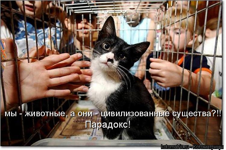 мы - животные, а они - цивилизованные существа?!! Парадокс!... Котоматрица: мы - животные, а они - цивилизованные существа?!! Парадокс!
