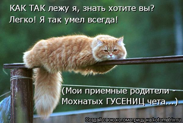 КАК ТАК лежу я, знать хотите вы? Легко! Я так умел всегда! (Мои приемные родители - Мохнатых ГУСЕНИЦ ... Котоматрица: КАК ТАК лежу я, знать хотите вы? Легко! Я так умел всегда! (Мои приемные родители - Мохнатых ГУСЕНИЦ чета...)