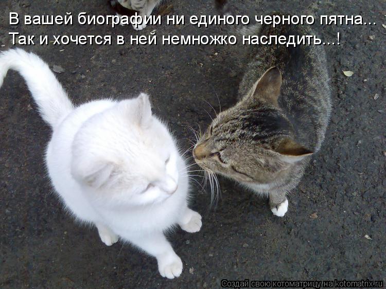 В вашей биографии ни единого черного пятна... Так и хочется в ней немножко наследить...!... Котоматрица: В вашей биографии ни единого черного пятна... Так и хочется в ней немножко наследить...!