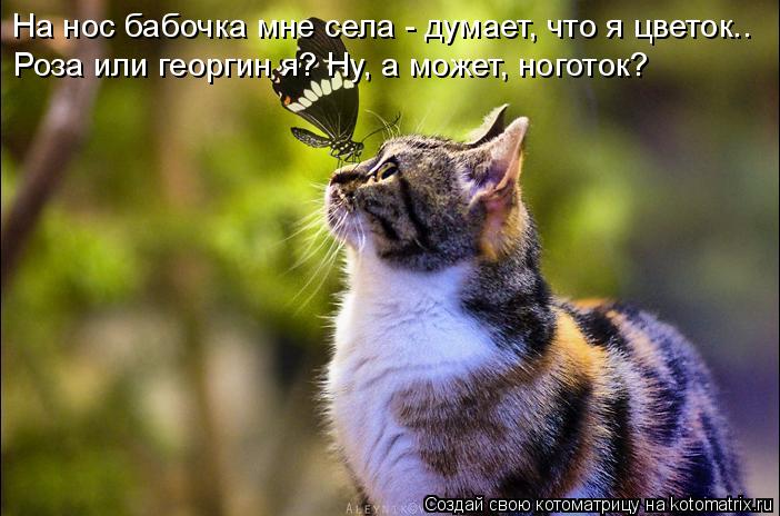 Котоматрица: На нос бабочка мне села - думает, что я цветок.. Роза или георгин я? Ну, а может, ноготок?