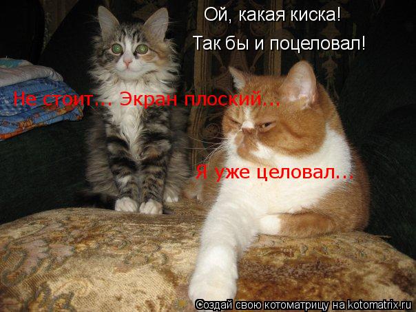Котоматрица: Ой, какая киска!  Так бы и поцеловал! Не стоит... Экран плоский... Я уже целовал...