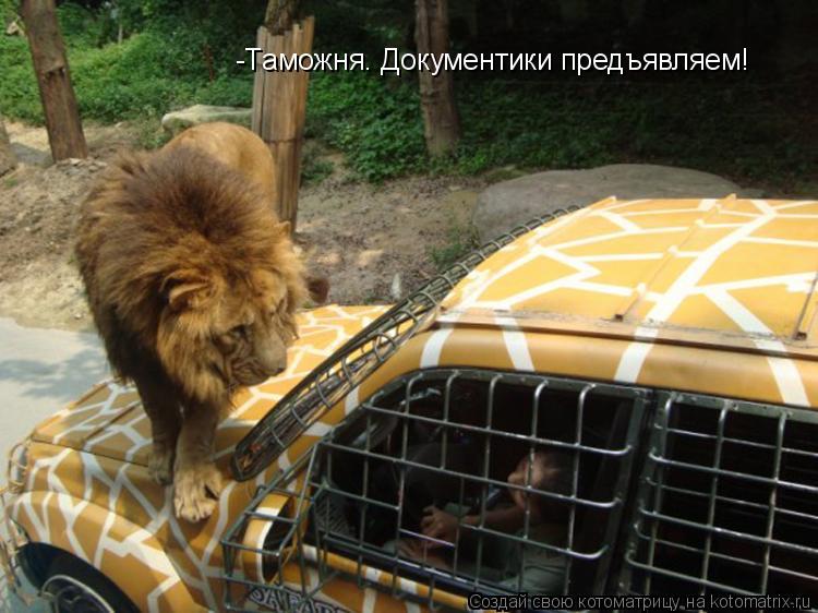 Котоматрица: -Таможня. Документики предъявляем!