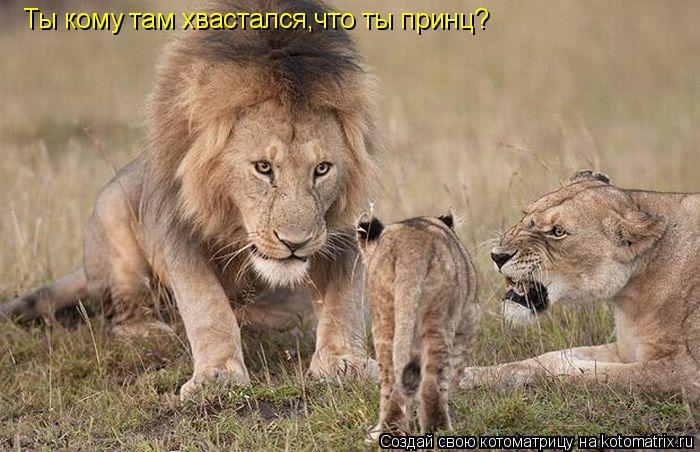 Котоматрица: Ты кому там хвастался,что ты принц?