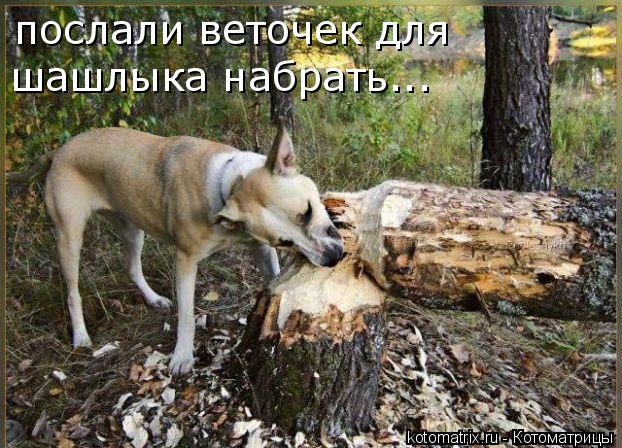 послали веточек для шашлыка набрать...... Котоматрица: послали веточек для шашлыка набрать...