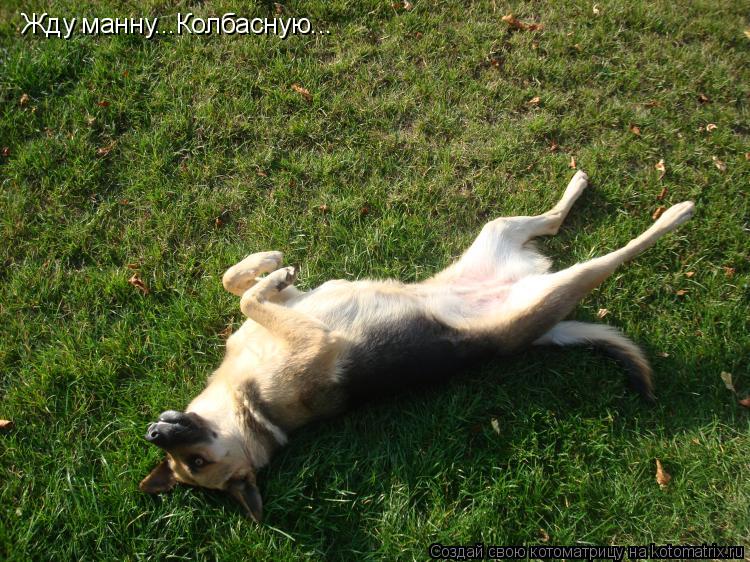 Котоматрица: Жду манну...Колбасную...