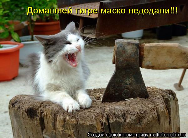 Котоматрица: Домашней тигре маско недодали!!!