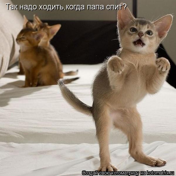Котоматрица: Так надо ходить,когда папа спит?
