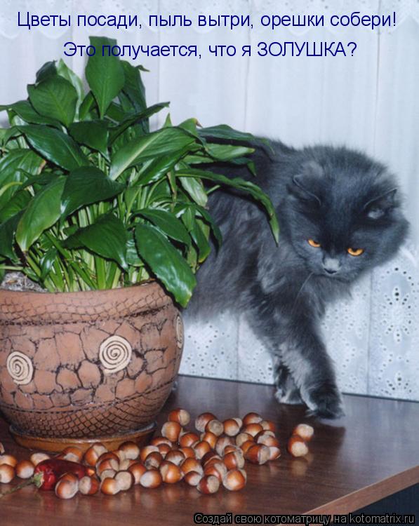 Котоматрица: Цветы посади, пыль вытри, орешки собери! Это получается, что я ЗОЛУШКА?