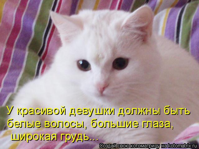 У красивой девушки должны быть белые волосы, большие глаза, широкая грудь...... Котоматрица: У красивой девушки должны быть белые волосы, большие глаза, широкая грудь...