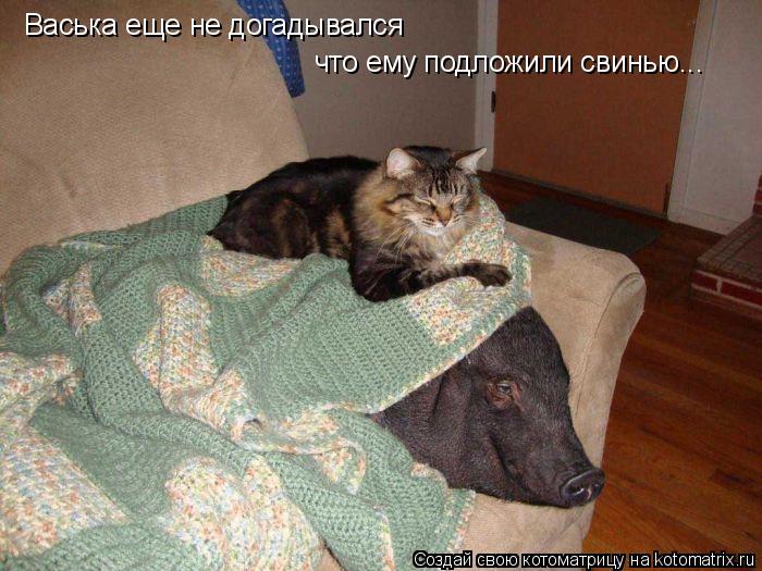Котоматрица: Васька еще не догадывался  что ему подложили свинью...